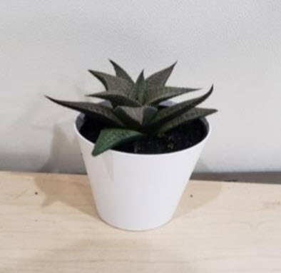 Tesselata Haworthia